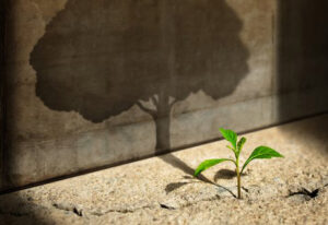 plant shadow